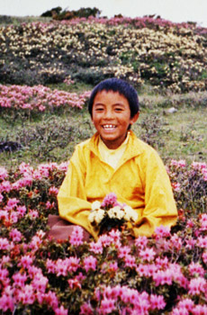 young_mingyur_rinpoche