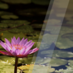 Curso de meditación: Abriendo el corazón, grupo vespertino • Modalidad: Híbrida