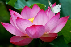 2-lotus-230×154