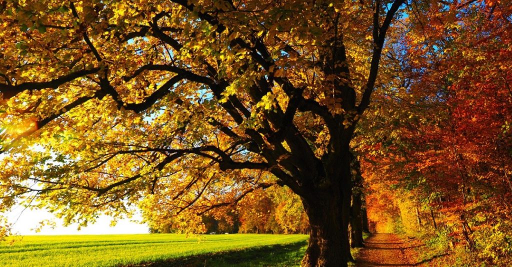 fb Finding Ease in Your True Nature