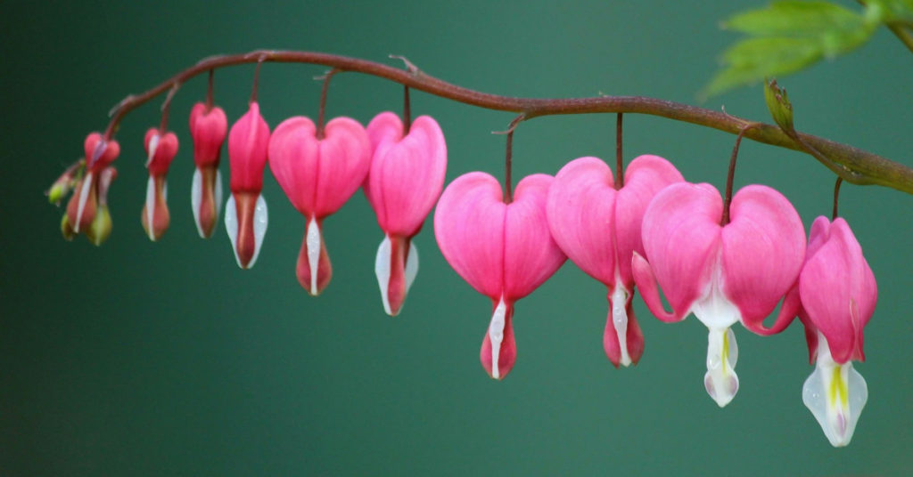 bleeding-heart-254010_1920