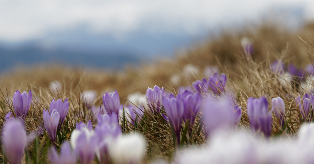 flowers-spring-fb-1200×628